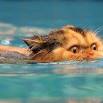 cat in pool