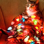 cat-xmas3